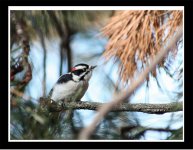 Downy Woodpecker Rooks Feb 09.jpg
