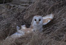 2.BarnOwl.JPG