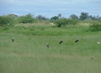 10. Woolly-necked Storks & Long-toed Lapwings.jpg