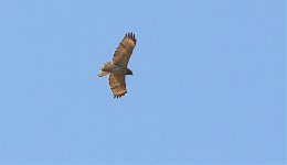 Hawk R IMG_0834.jpg