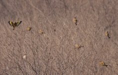 3.GreyCappedGreenfinch.JPG