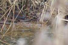 Water Rail1 [1024x768].jpg