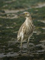 chinese pond heron G1 iso100 14mm_1010915.jpg