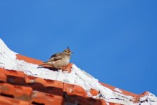 Crested Lark [].jpg