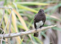 Black Phoebe Cabos1.jpg