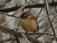 carolina wren.JPG