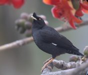 crested myna flower iso800 G1nware P1210195.jpg