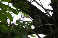 African Scops Owl2.jpg