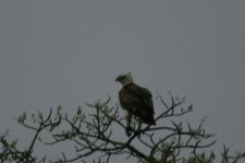 Martial Eagle1.jpg