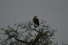 Martial Eagle2.jpg