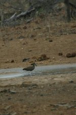 Hamerkop2.jpg