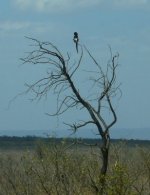 Magpie Shrike.jpg