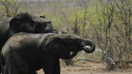 Elephant spraying water.jpg