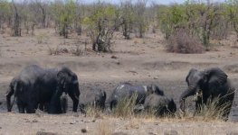 Elephants mud bath2.jpg