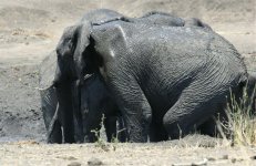 Mud bathing elephant.jpg