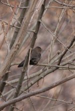 2.PlainLaughingThrush.JPG