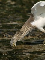 chinese pond heron feed G1 iso100 14mm_1040947.jpg