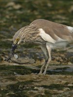 chinese pond heron  G1 iso100 14mm_1040950.jpg