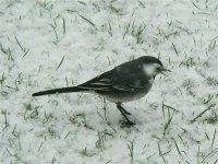 DS pied wagtail m in snow on grass 020209 .jpg