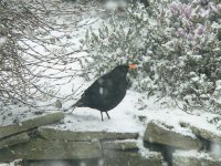 DS blackbird m on wall in snow 020209 .jpg