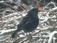 DS blackbird m on willow in snow 020209 .jpg