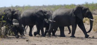 Elephants group1.jpg