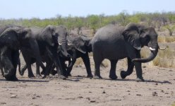 Elephants group2.jpg