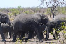 Elephants group5.jpg