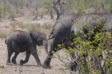 Elephants group6.jpg