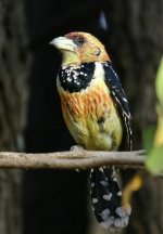 Crested Barbet2.jpg