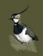 Lapwing - Work In Progress.jpg