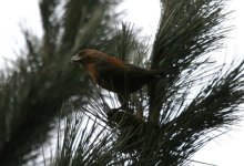 crossbill3.jpg