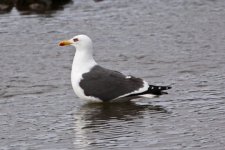 gull 1.JPG