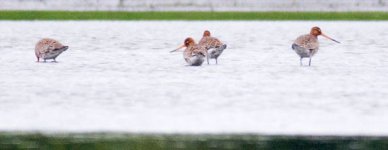 Black-TailedGodwits.jpg