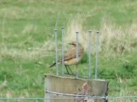 Northern_Wheatear1.jpg