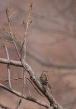 2.LittleBunting.JPG