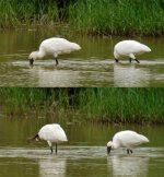 bf spoonbills G1 zoom v Oly25mm.comp.jpg