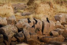 Chough1-web.jpg