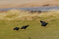 Chough2-web.jpg