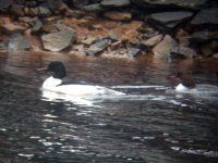 goosander.jpg