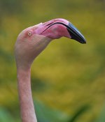 flamingo G1 iso400 14mm adj_1080448.jpg