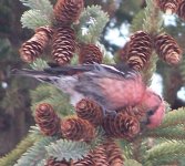 White-winged Crossbill (3).JPG