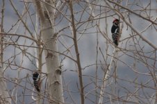 4.GreatSpottedWoodpecker.JPG