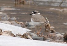 5.LongBilledPlover.JPG