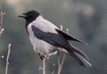 Hooded Crow_1.jpg