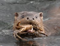 Otter3_1.jpg