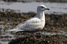 Iceland gull1_1.jpg