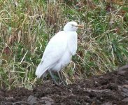 Cattle Egret9.jpg