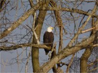 2009-02-11-Bald Eagle.jpg