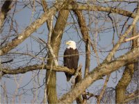 2009-02-11-Bald Eagle2.jpg